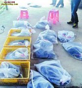 广东男子凿墙偷养蛇场850条蛇