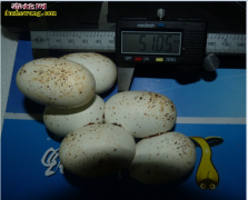 2015优质越南、老挝水律蛇蛋出售