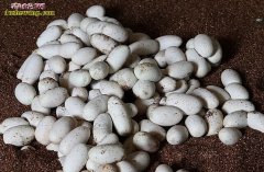 【水律蛇蛋孵化】温度27度湿度90%...