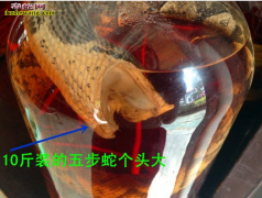 重庆哪里有蕲蛇酒买？