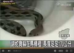 男子上厕所被蛇咬伤 看到马桶就害怕