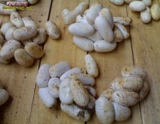 【蛇蛋收购】哪里收购蛇蛋？2015年...