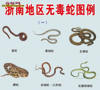 【有毒蛇与无毒蛇的区别】怎么判断有毒...