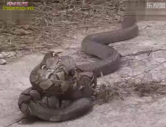 【蟒蛇大战眼镜王蛇】实拍蟒蛇大战眼镜...