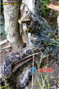 蟒蛇捕食被困！捕蛇人帮助解脱