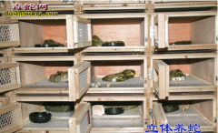 【蛇肝脏病】蛇白肝病怎么治疗？