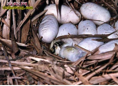 【眼镜王蛇蛋今年多少钱一个】过山峰风...