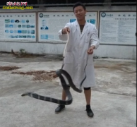 【眼镜王蛇养殖图】