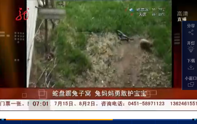 蛇盘踞兔窝缠住兔宝宝 兔妈妈奋勇驱蛇...