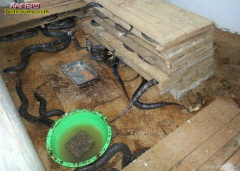 【养蛇菌种价格】