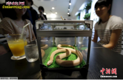 日本重口味咖啡屋 顾客边喝饮料边赏蛇