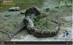 【蟒蛇吞食淡水鳄鱼】