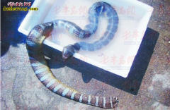 【青环海蛇】资料品种简介