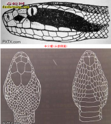 【中介蝮蛇】资料品种简介