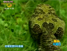 【寻找莽山烙铁头】