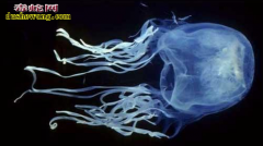 盘点10大最致命生物:眼镜蛇排不上号...