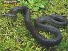 【缅甸颈槽蛇】资料品种简介