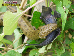 【水游蛇】资料品种简介