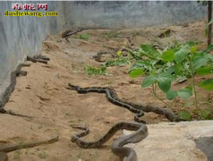 【山东省泗水县红梅养蛇】红梅养蛇场怎...