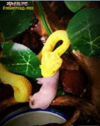 【睫角棕榈蝮】资料品种简介