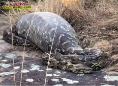 蟒蛇吃豪猪被刺死图片