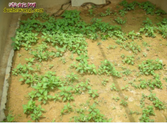 甘肃景秦养蛇场养蛇基地