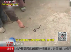 两个头的蛇：雷打石镇的村民挖地挖出十...