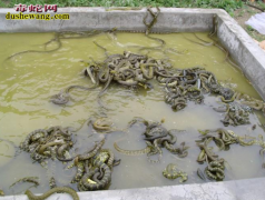 河北永年养蛇场养蛇基地