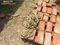 湖北大悟养蛇场养蛇基地