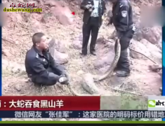 云南巨蟒吞食黑山羊 村民报警公安及时...