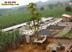 河南许昌养蛇场养蛇基地
