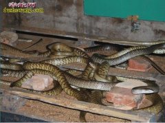 福建龙岩养蛇场养蛇基地