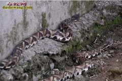浙江萧山养蛇场养蛇基地