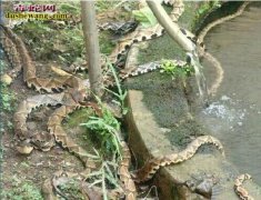 江西遂川养蛇场养蛇基地
