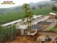 广东高州养蛇场养蛇基地
