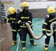 攀枝花四米巨蟒吞食家禽被发现