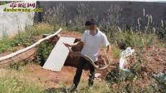 四川青川养蛇场养蛇基地