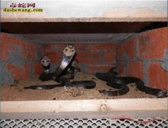 四川高县养蛇场养蛇基地