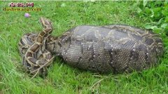 蛇吞象：5米巨蟒吞食活羊腹部高度长大...