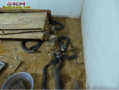 广西永福养蛇场养蛇基地