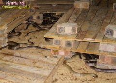 广西柳江养蛇场养蛇基地
