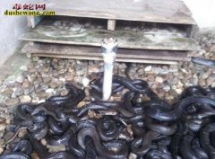 山西闻喜养蛇场养蛇基地