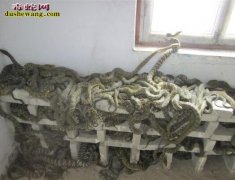 山西长子养蛇场养蛇基地