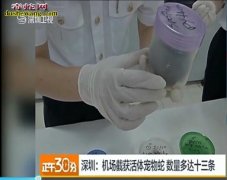 深圳机场入境快件发现活体幼蛇 国外购...