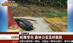 蛇雕：云南森林公安解救受伤蛇雕【视频...