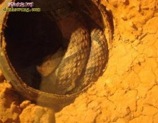 【蛇冬眠图片】蛇冬眠图片大全