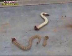 男子把响尾蛇切成三段 结果诡异的一幕...