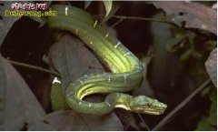 【看家蛇】资料品种简介