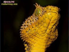 【马提尔达角蝰图片】马提尔达角蝰图片...