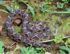 【锯鳞蝰属】资料品种简介